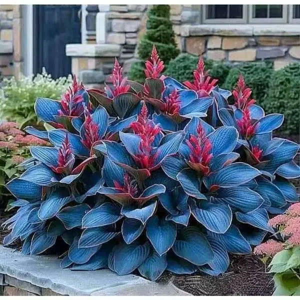 Pack of Coloured Leaves Jade Barrettes potted flower seeds showing 50 tablets in OPP packaging.