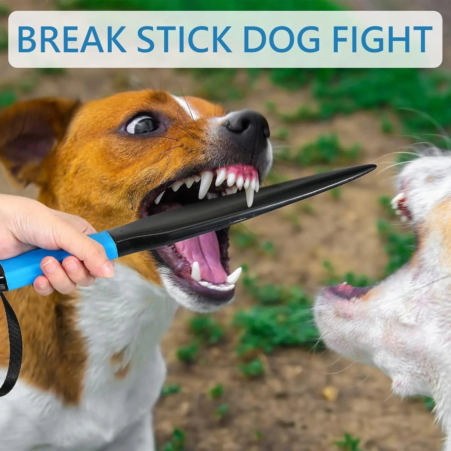 Blue and black nylon dog training break stick measuring 35cm long.