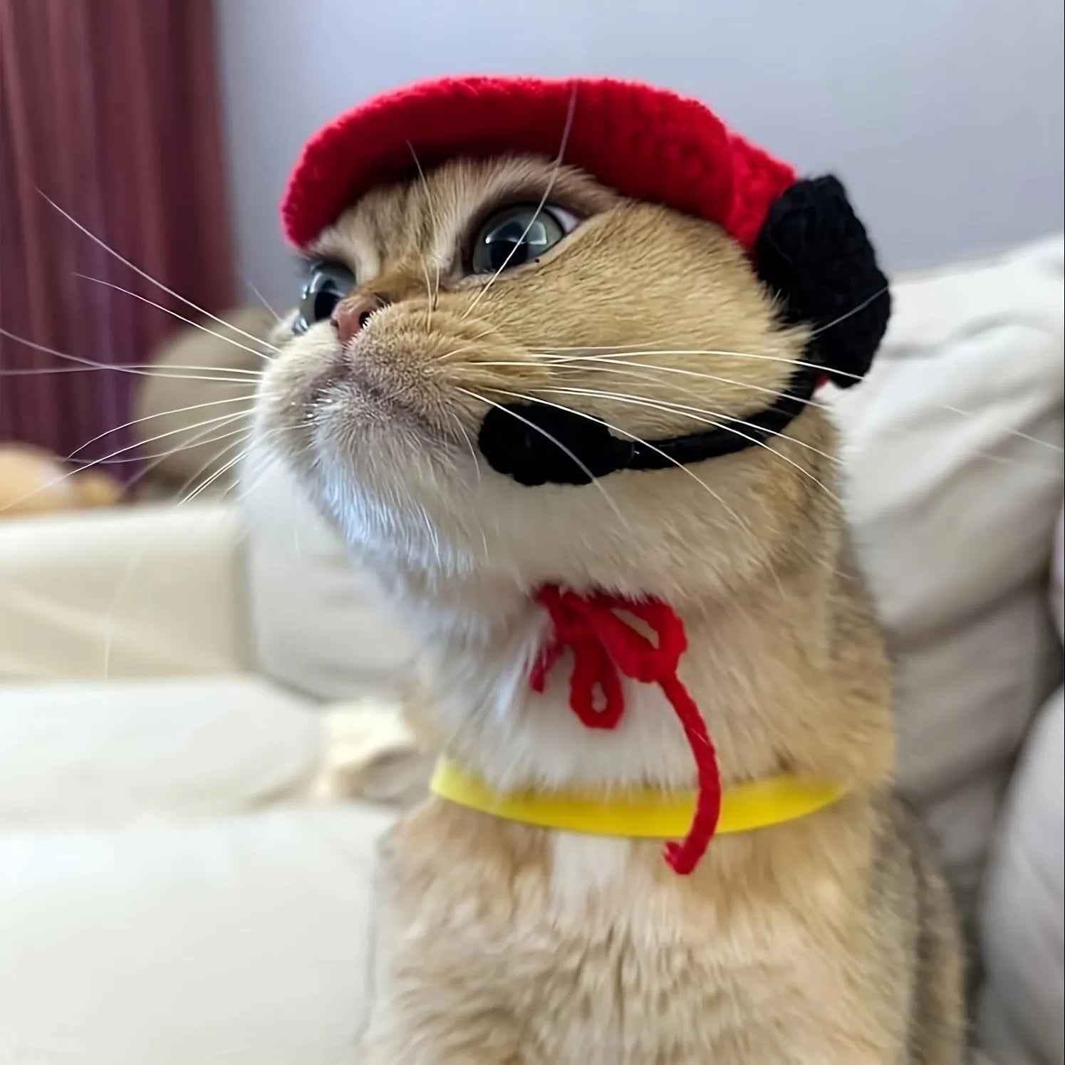 Handmade chef hat and cotton knitted sweater outfit on a small cat or dog for birthday parties.